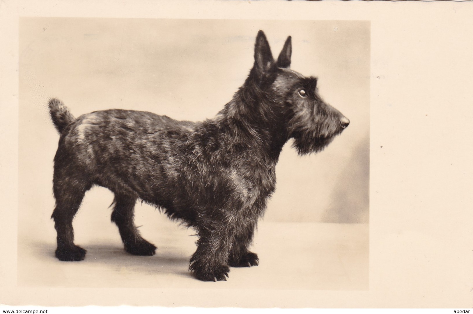 Scottish Terrier   Chien  Hunde Cane Dog Cpa. 1936 - Chiens