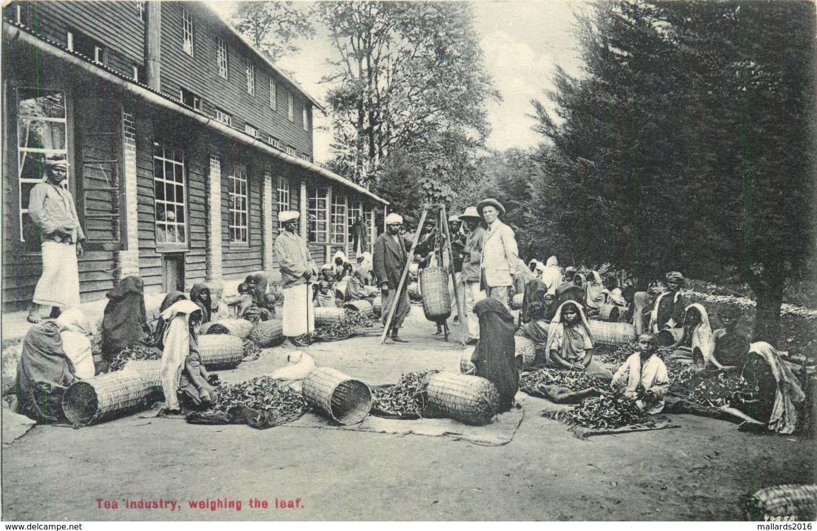 CEYLON - TEA INDUSTRY - WEIGHING THE LEAF ~ AN OLD POSTCARD #91531 - Sri Lanka (Ceylon)