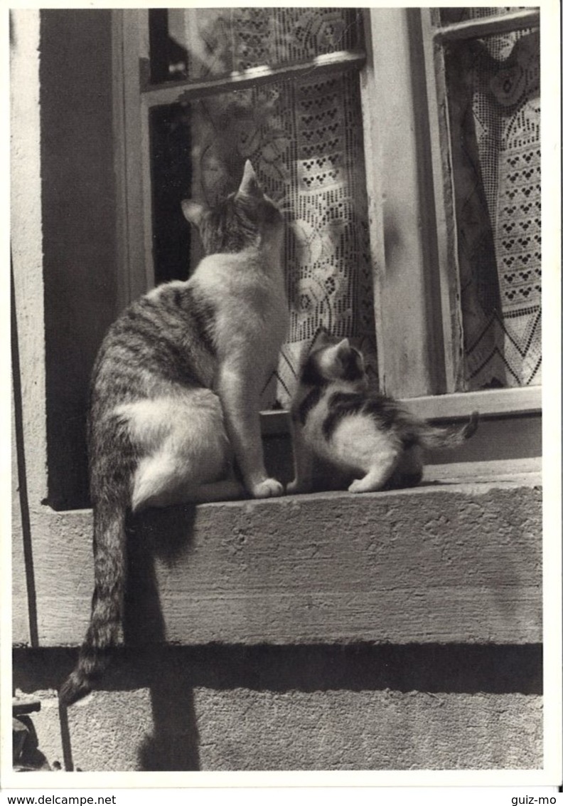 LOT DEUX CARTES - PHOTOGRAPHE -NOIR ET BLANC  - CHAT -10X15CM - Cats