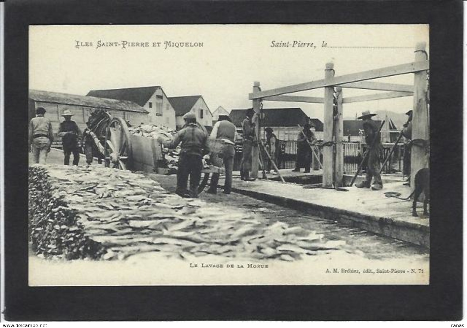 CPA Saint Pierre Et Miquelon Métier Pêche Morue Non Circulé - San Pedro Y Miquelón