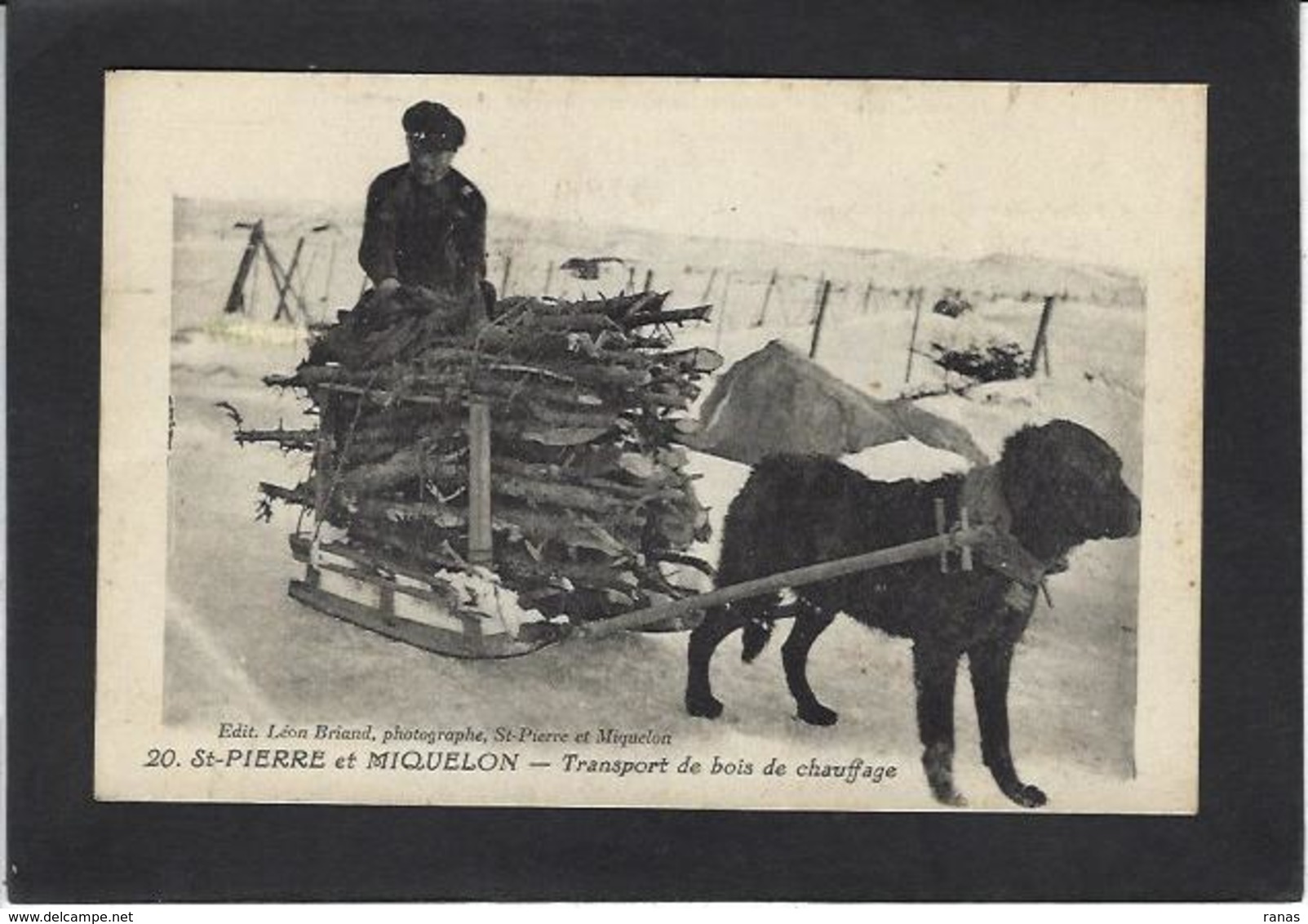 CPA Saint Pierre Et Miquelon Métier Non Circulé Voiture à Chien Attelage - Saint-Pierre-et-Miquelon