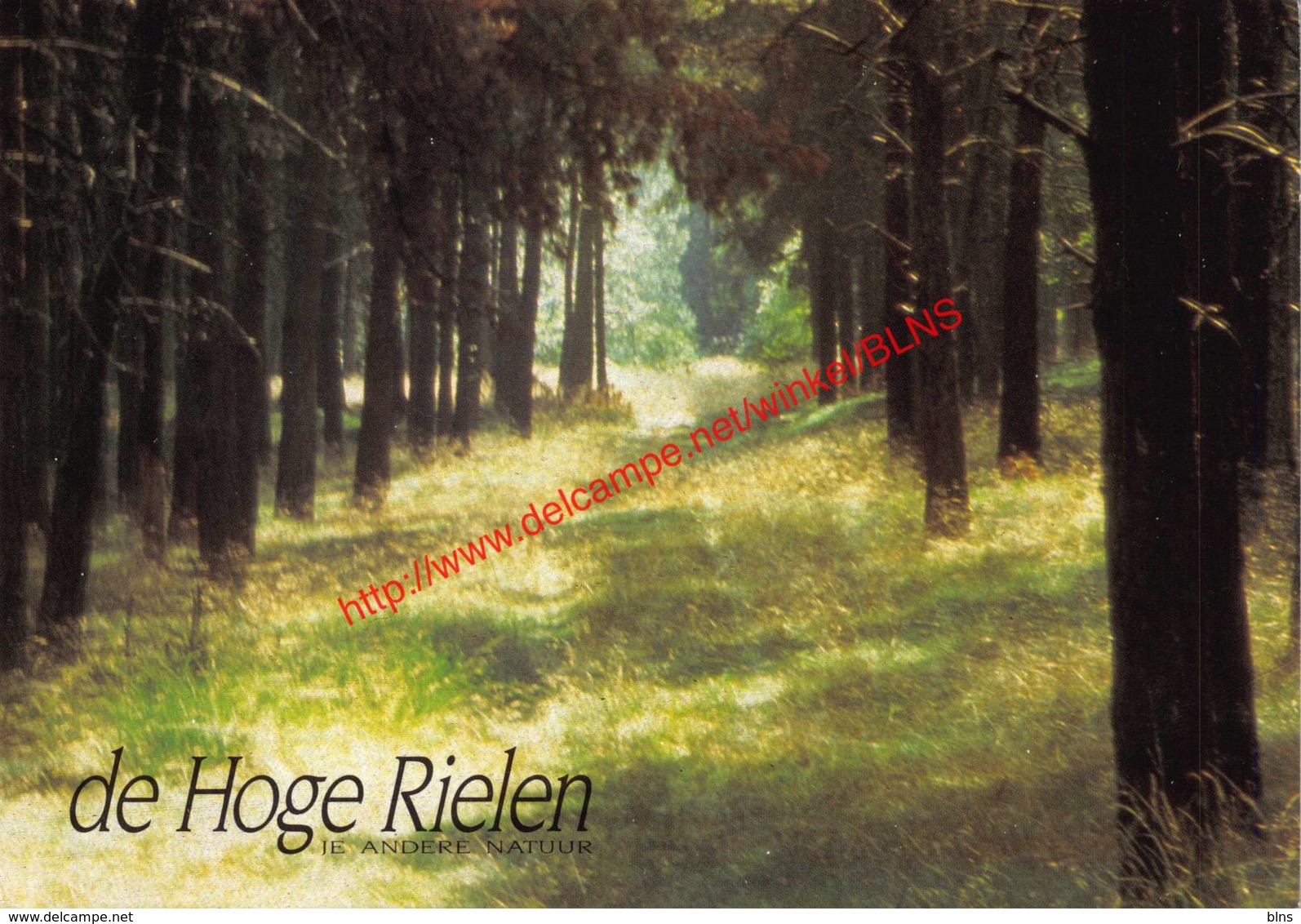 Het Bosleerpad - De Hoge Rielen - Kasterlee - Kasterlee