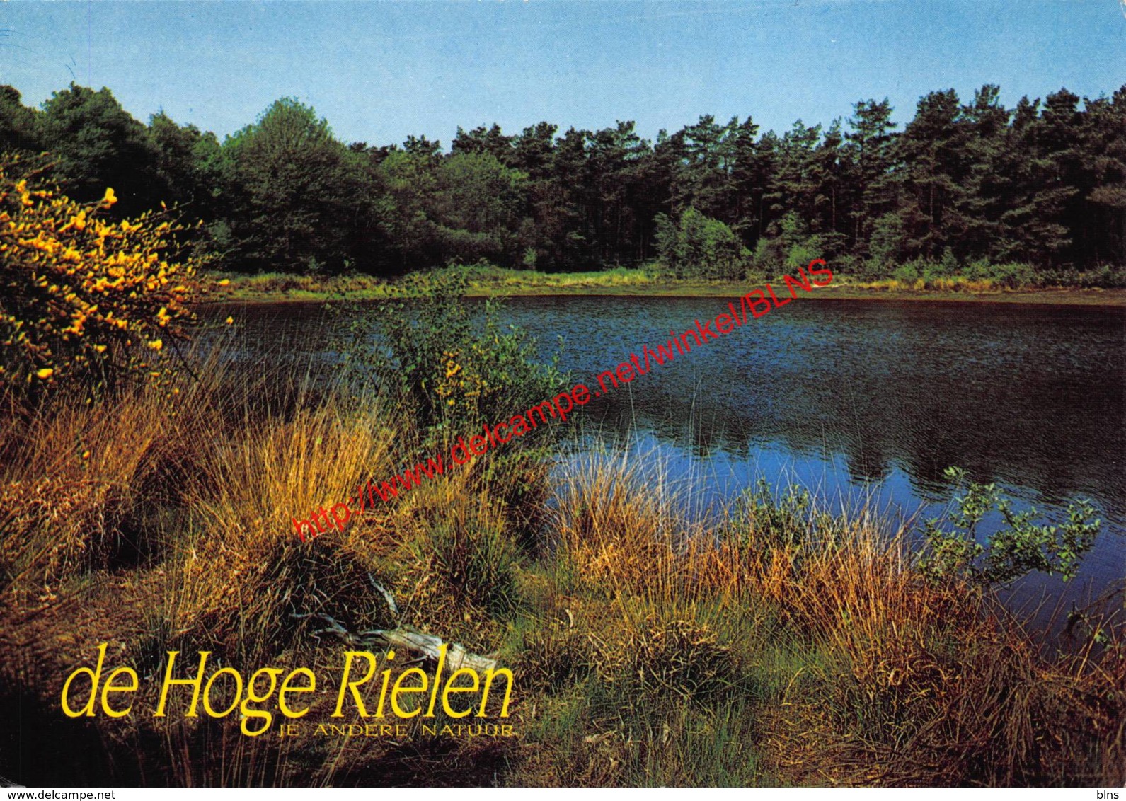 De Vijver - De Hoge Rielen - Kasterlee - Kasterlee