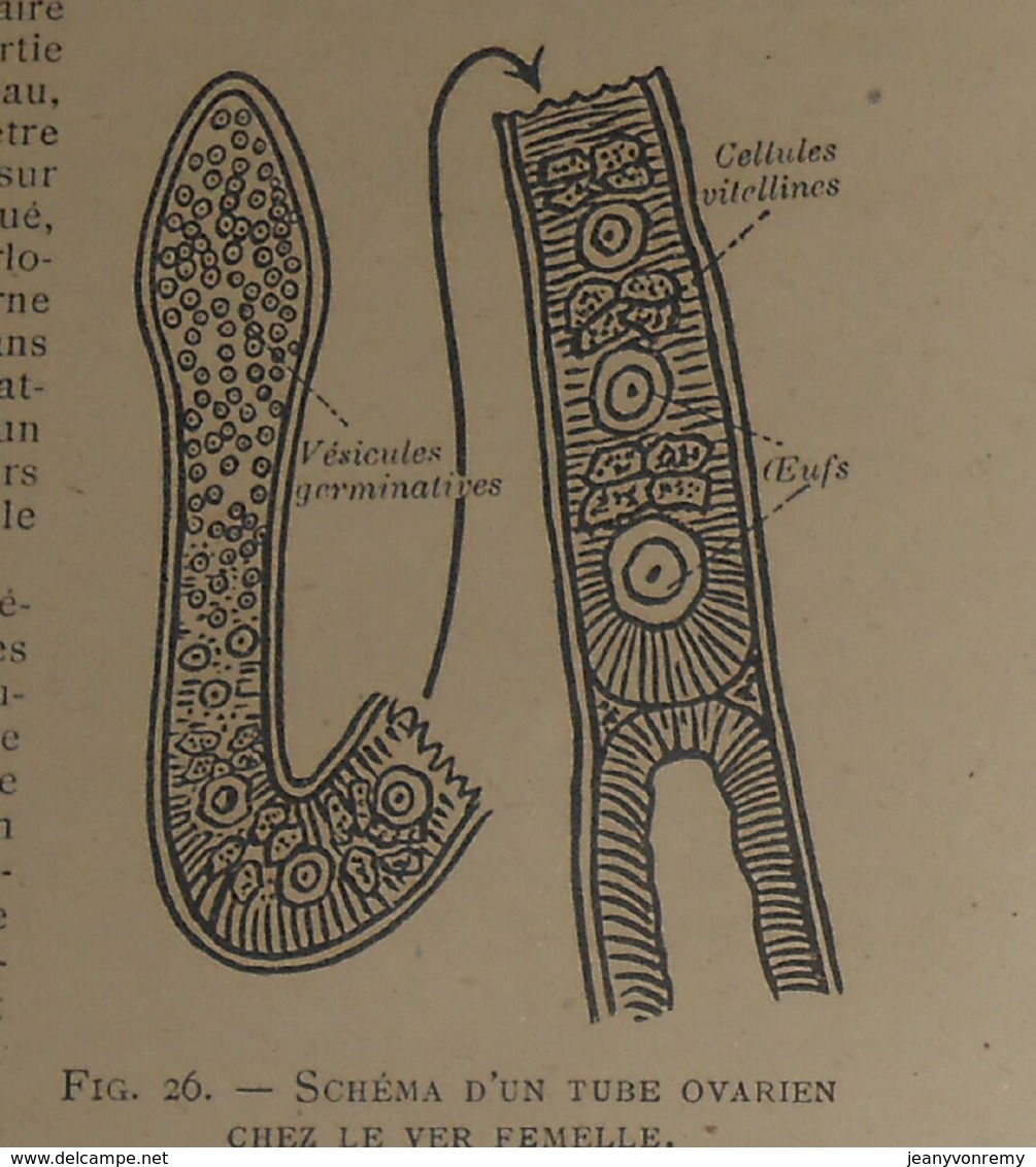 Le Ver à Soie du Mûrier. A. Mozziconacci. 1926.