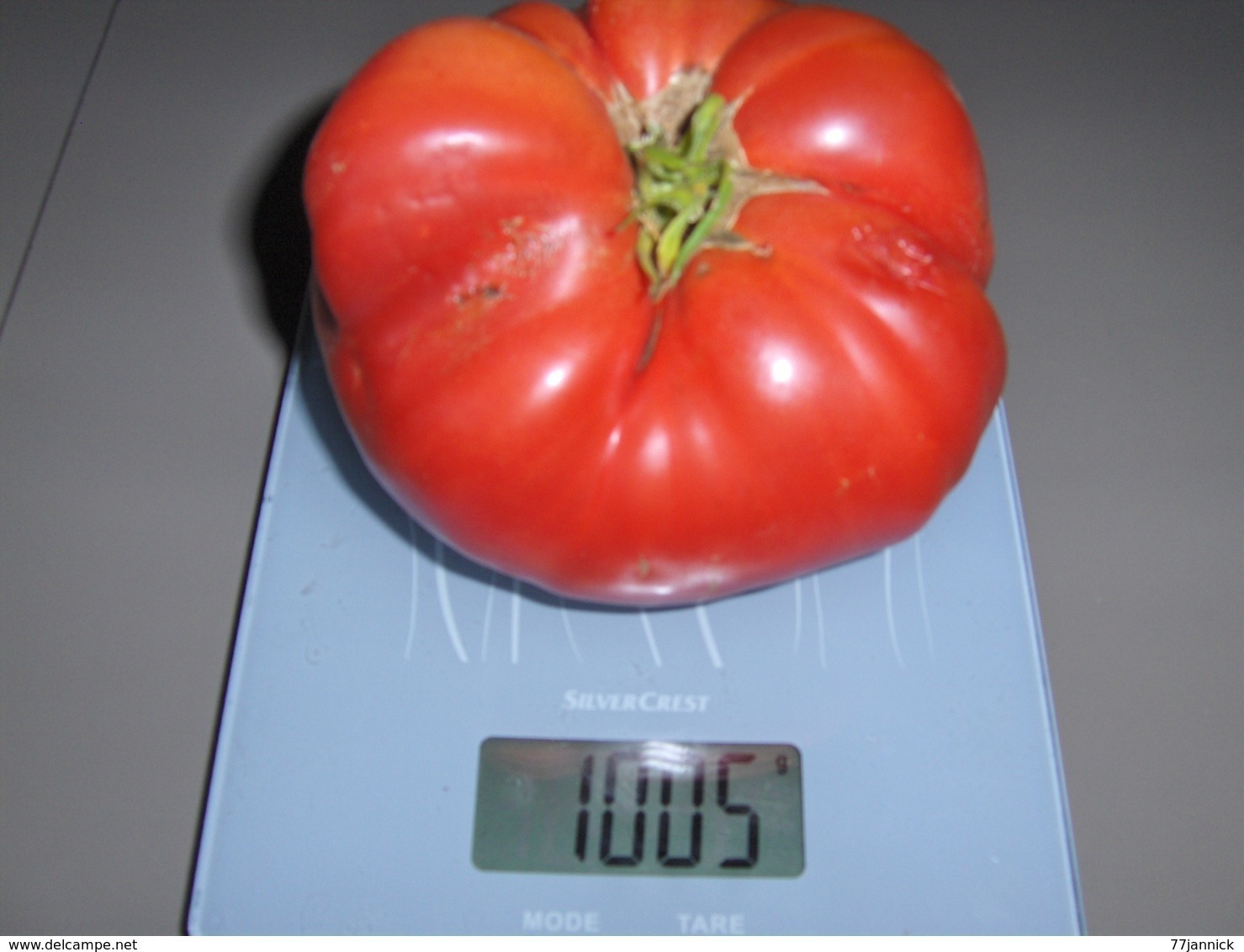 30 Graines Tomates RUSSE BIO - Autres & Non Classés