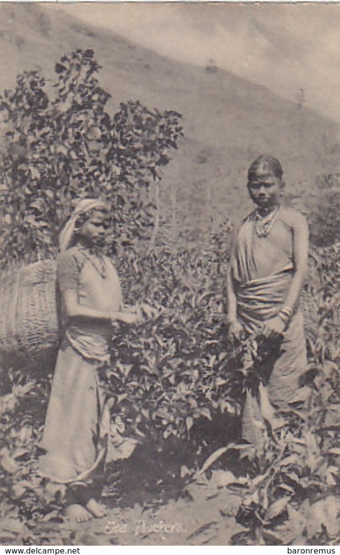 Tea Plukers   (190315) - Sri Lanka (Ceylon)