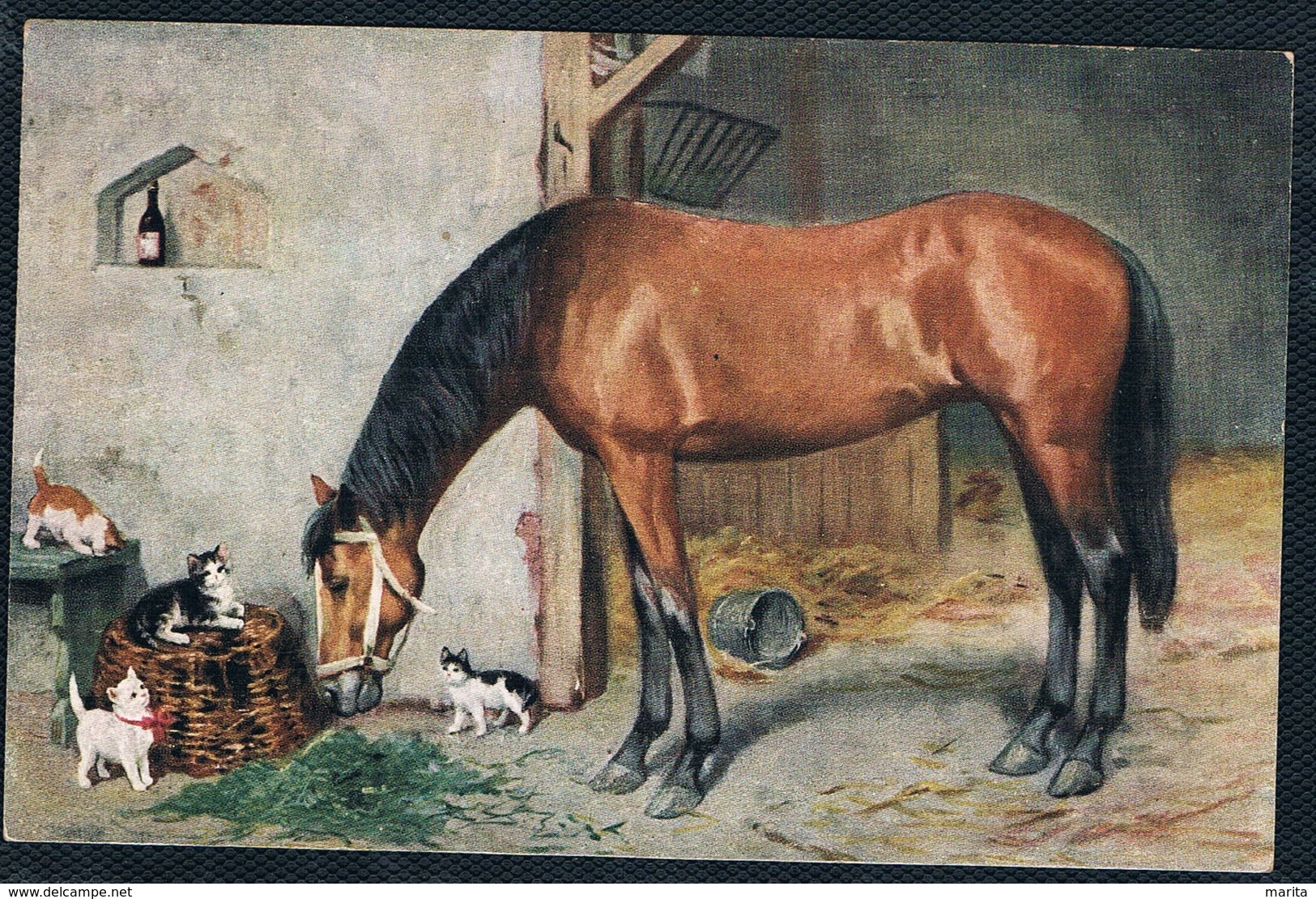 Chats  Et Cheval - Cats Horse -katze -  Poesjes En Paard - Cats