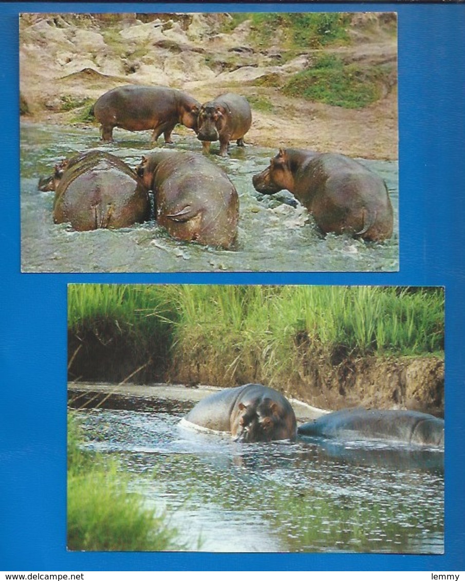 ANIMAUX - HIPPOPOTAMES - LOT DE 2 CARTES - EAST AFRICA - RESERVE DE LA RUSIZI - Hippopotames