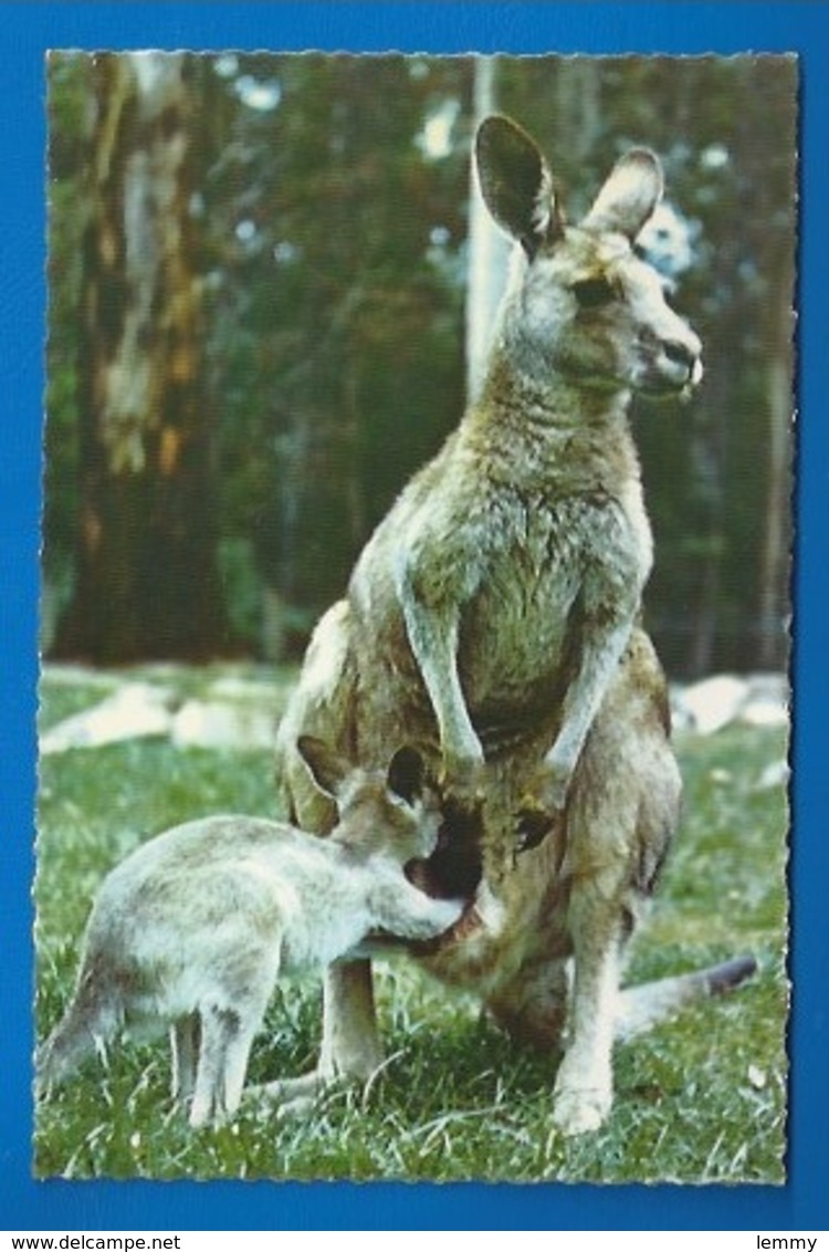 ANIMAUX - KANGOUROUS - KANGAROOS - MÈRE ET ENFANT - CPSM DENTELÉE - Autres & Non Classés