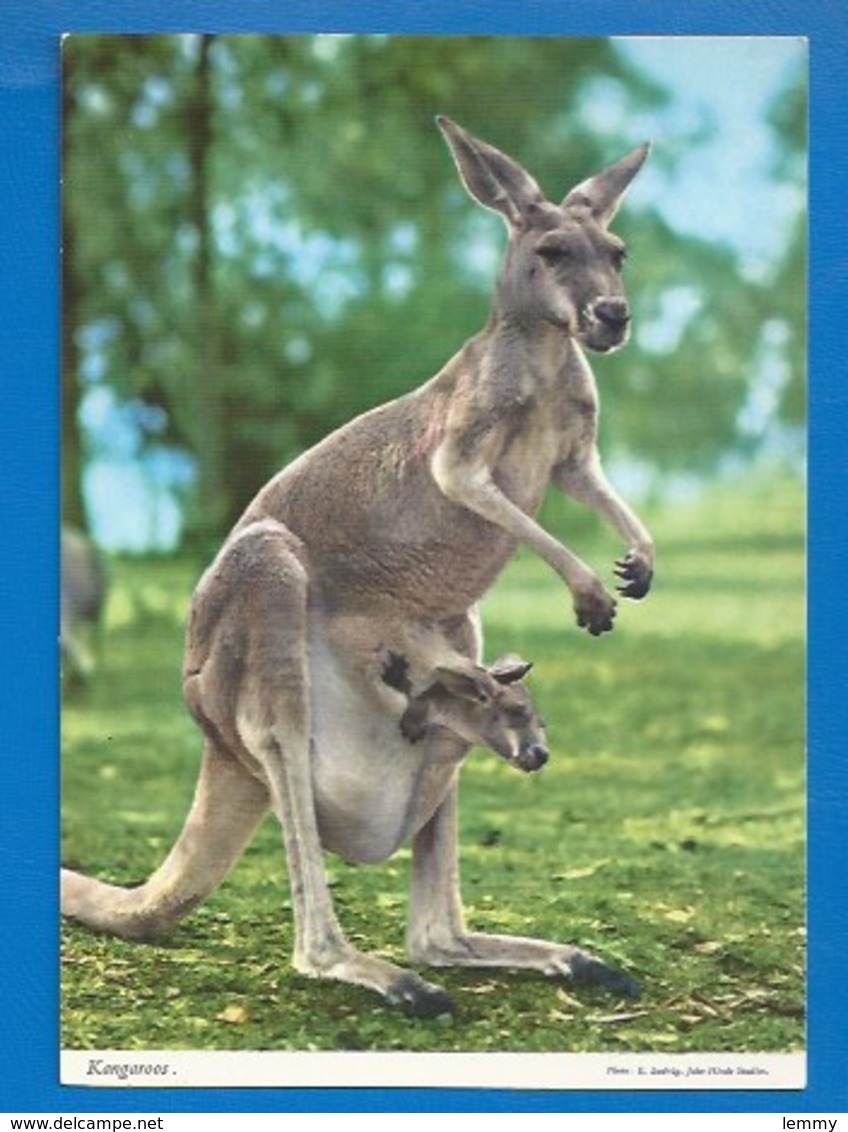 ANIMAUX - KANGOUROUS - KANGAROOS - MÈRE ET ENFANT - - Autres & Non Classés