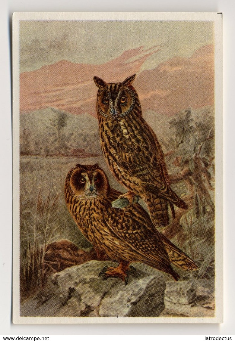 Bunte Vögel Aus Aller Welt (1953) - II.23 - Waldohreule, Sumpfeule, Owl, Ransuil, Hibou, Asio Otus - Other & Unclassified