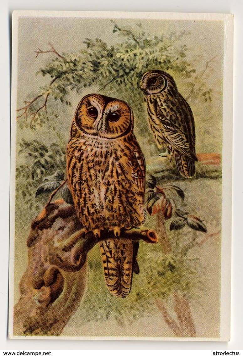 Bunte Vögel Aus Aller Welt (1953) - II.24 - Waldkauz, Bosuil, Tawny Owl, Chouette Hulotte, Strix - Other & Unclassified