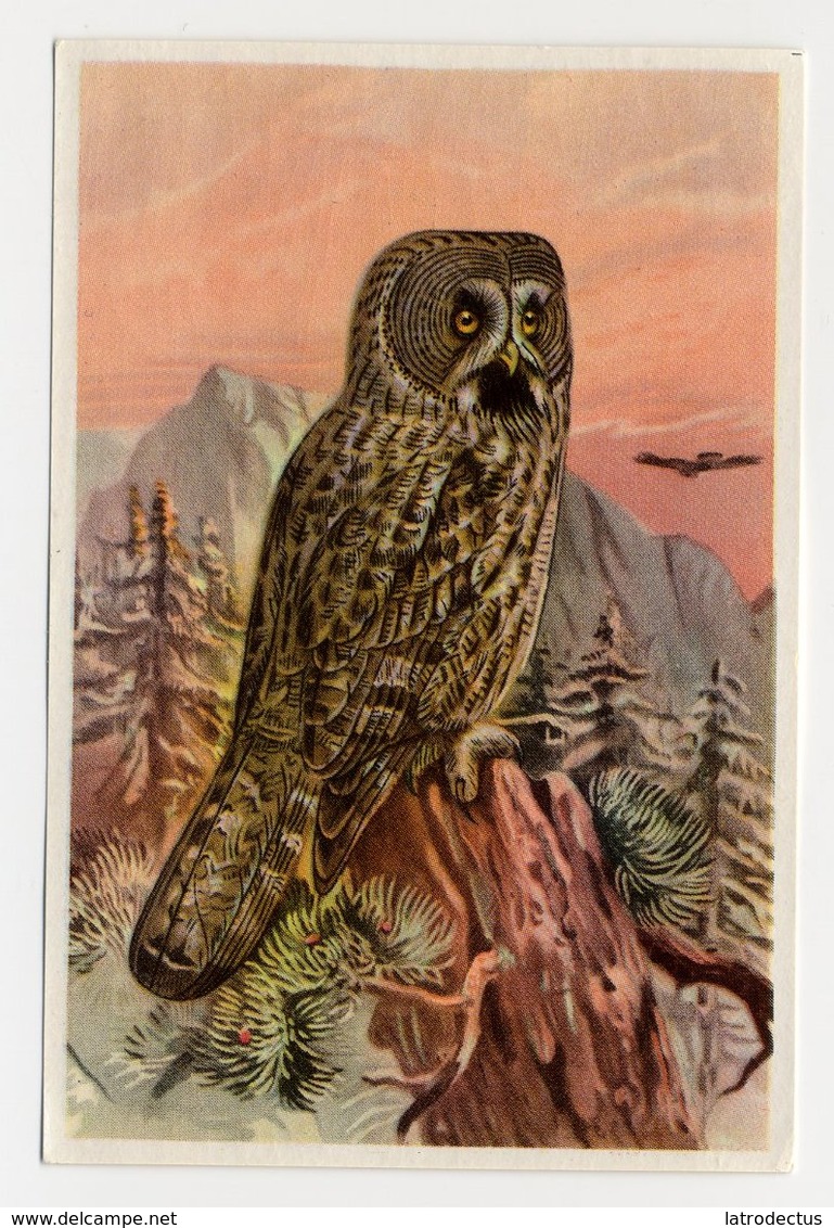 Bunte Vögel Aus Aller Welt (1953) - II.25 - Bartkauz, Laplanduil, Chouette Lapone, Great Grey Owl, Strix - Other & Unclassified