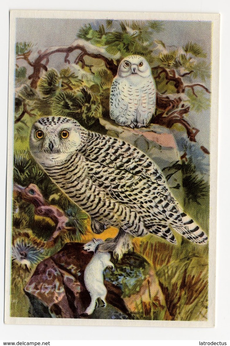 Bunte Vögel Aus Aller Welt (1953) - II.26 - Snee-Eule, Sneeuwuil, Harfang Des Neiges, Snowy Owl, Bubo - Other & Unclassified
