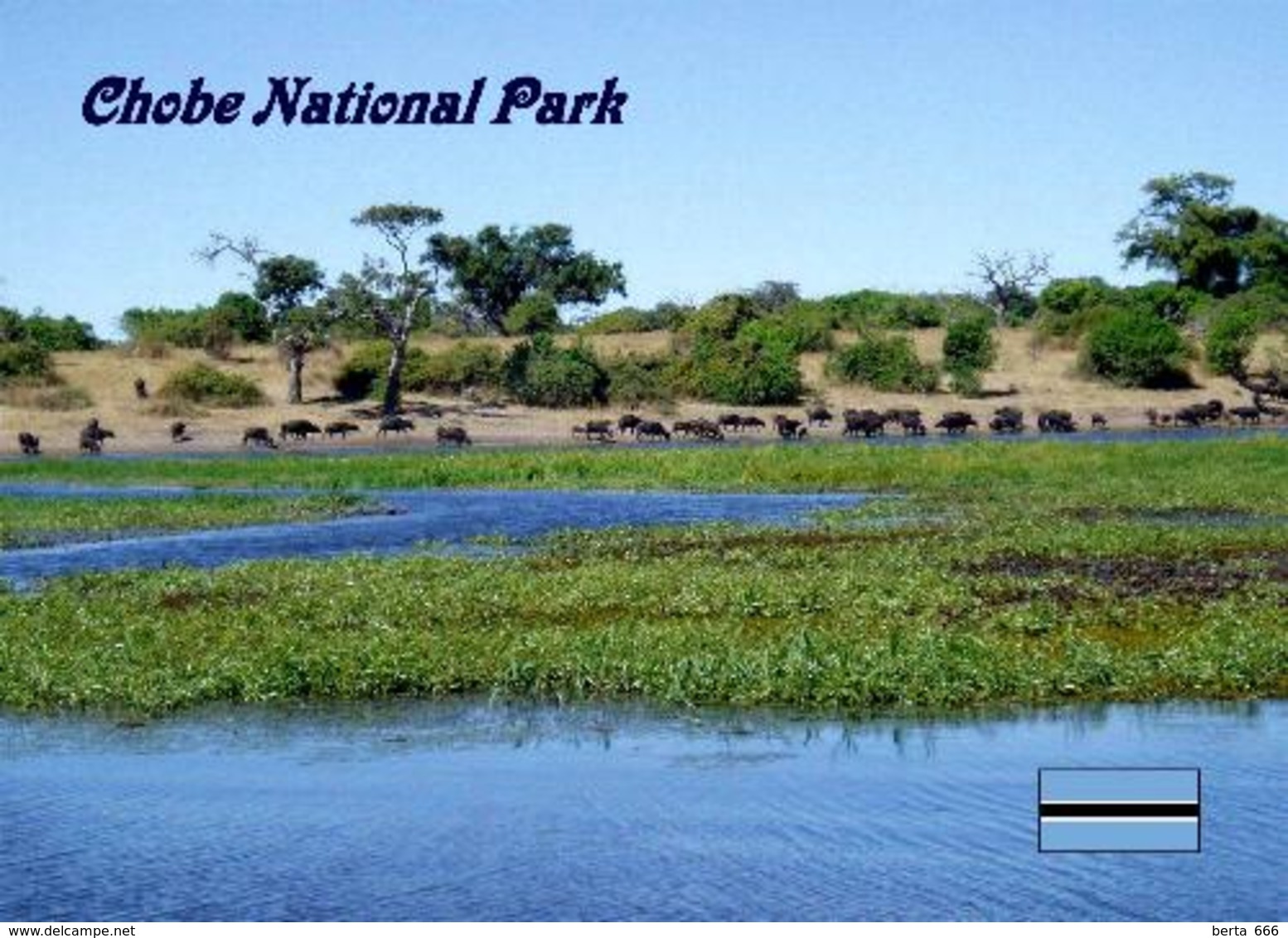 Botswana Chobe National Park New Postcard - Botsuana