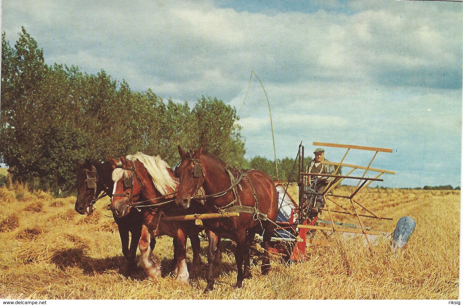 Harvest With Horses. Card Used In Denmark 1966.  A-1985 - Other & Unclassified