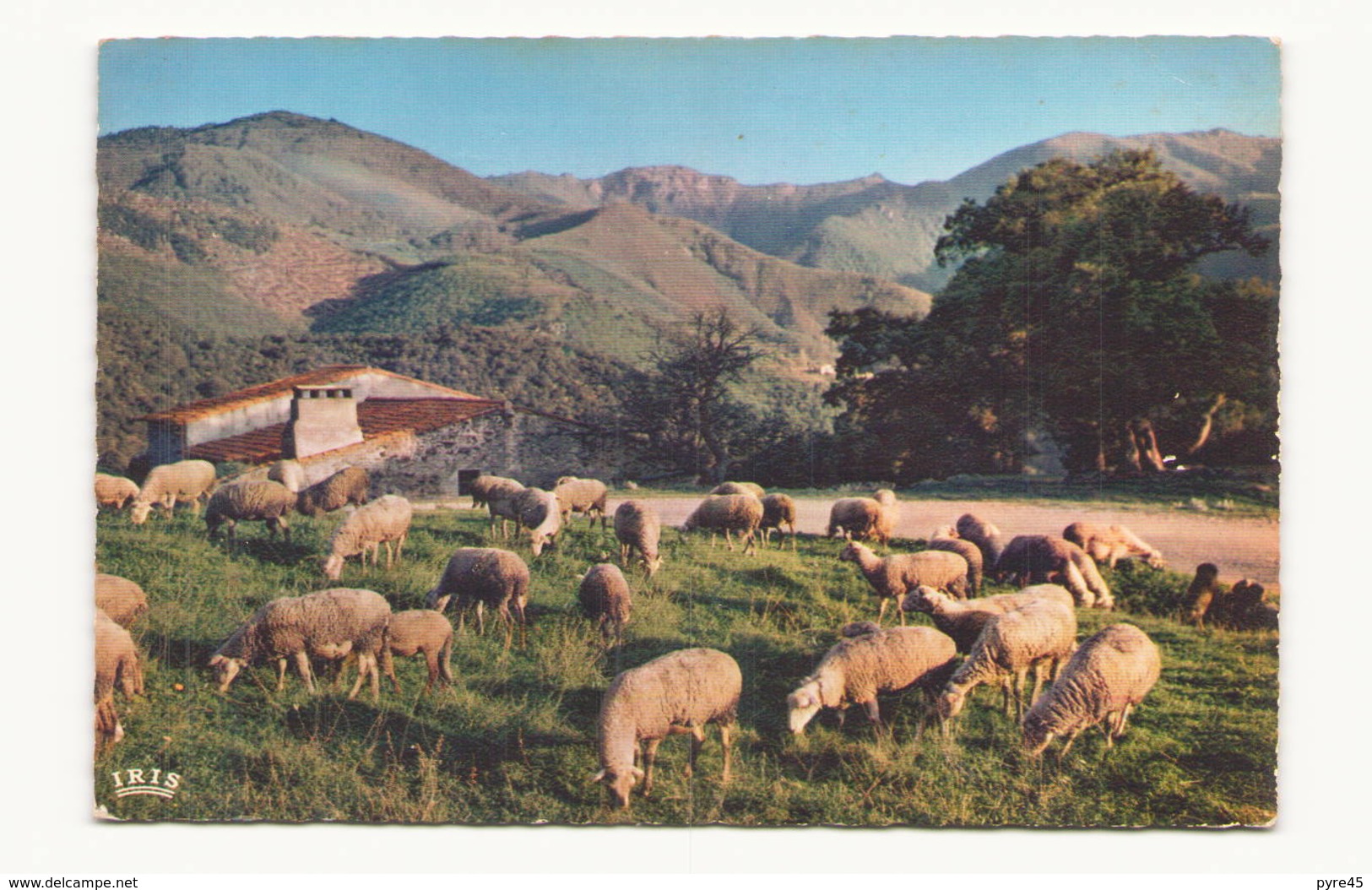 EN ROUSSILLON PATURAGES VERS LES SOMMETS - Elevage