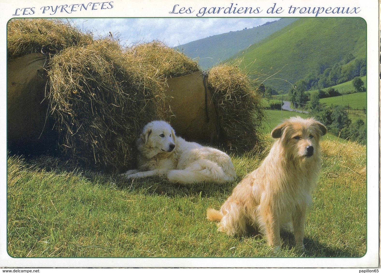 (65) Les Pyrénées  Les Gardiens De Troupeaux  (chien De Bergers  Le Patou Couché  Le Labri Assis)) - Autres & Non Classés