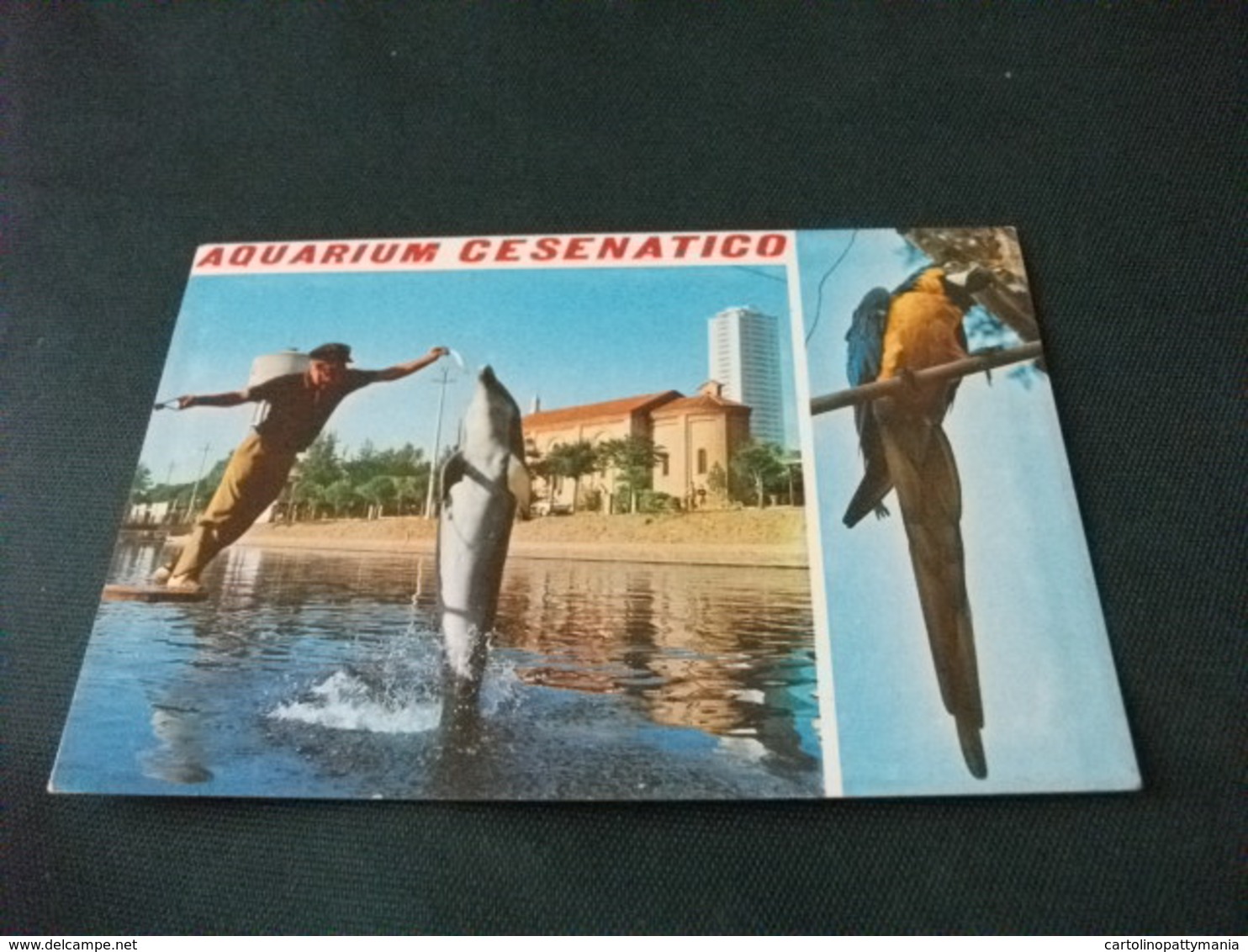 UCCELLO BIRD PAPPAGALLO DELFINO AL SALTO AQUARIUM CESENATICO EMILIA ROMAGNA - Uccelli