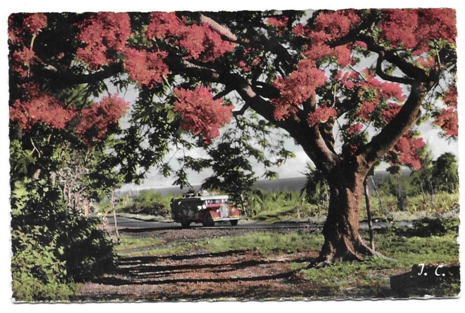 La Réunion Flamboyant Autobus Photo J. Colbe St Denis Réunion - Autres & Non Classés