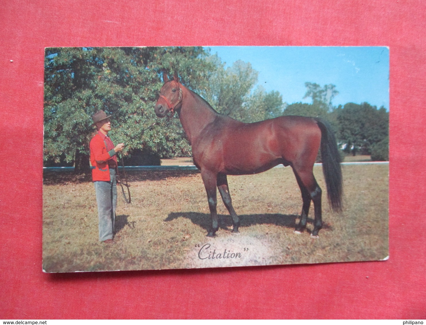 Horse "Citation"   Ref 3228 - Pferde