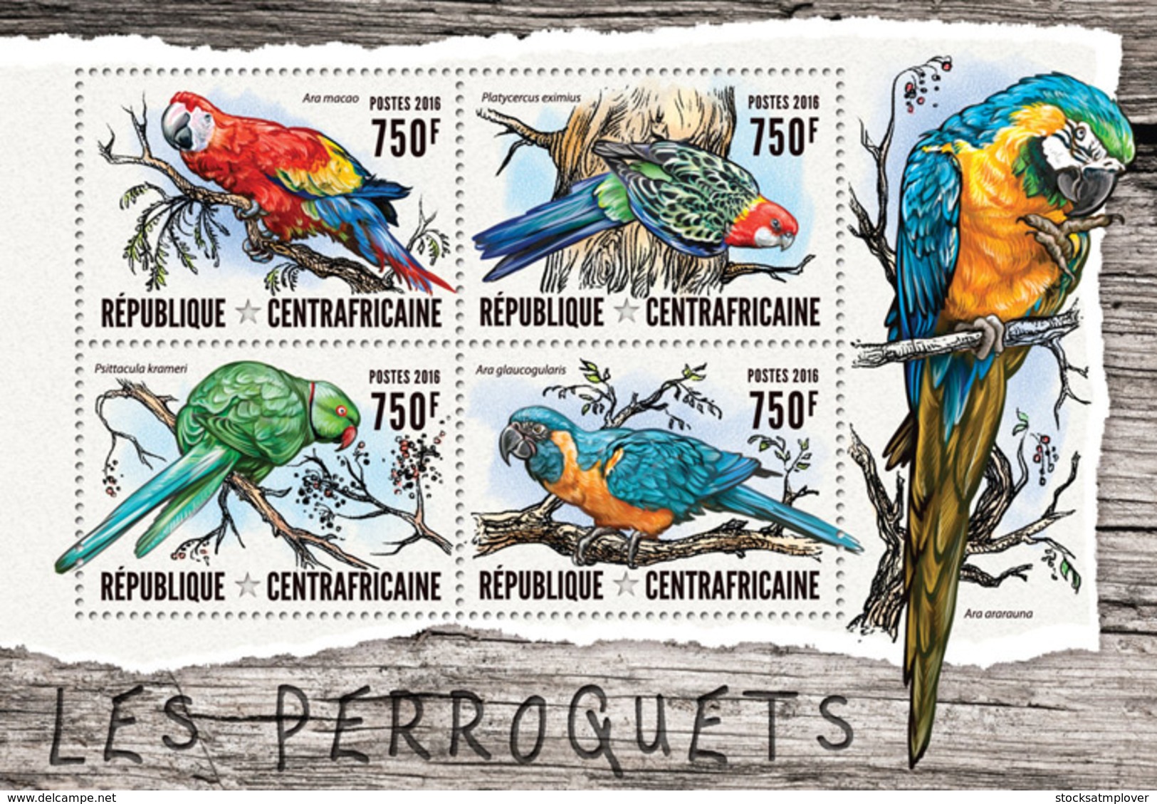Central Africa 2016 Fauna  Parrots - Centraal-Afrikaanse Republiek