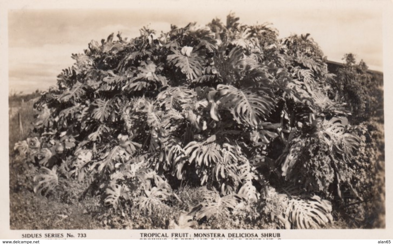 Redland Bay Australia, Tropical Fruit Monstera Deliciosa Shrub, C1910s/20s Vintage Sidues #733 Real Photo Postcard - Brisbane