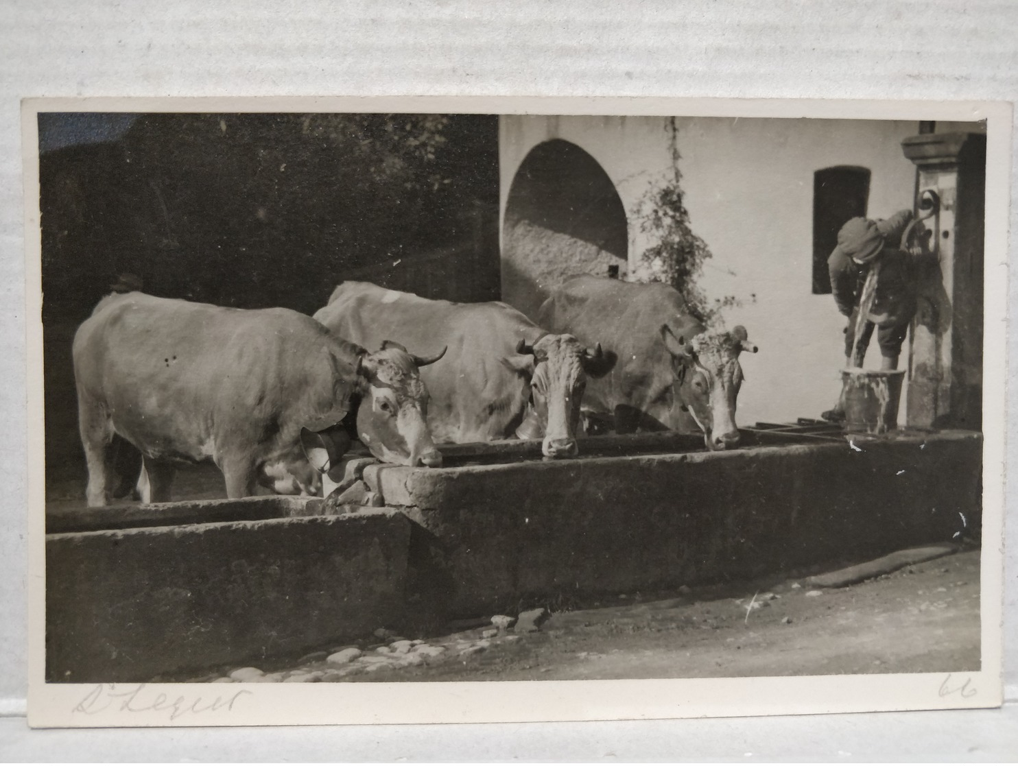 Elevage. Vaches à L'Abreuvoir - Viehzucht