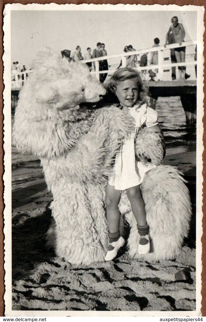 Carte Photo Originale Déguisement & Eisbär, Ours Blanc Polaire & Fillette Sur Ses Genoux à La Plage Vers 1940/50 - Personnes Anonymes