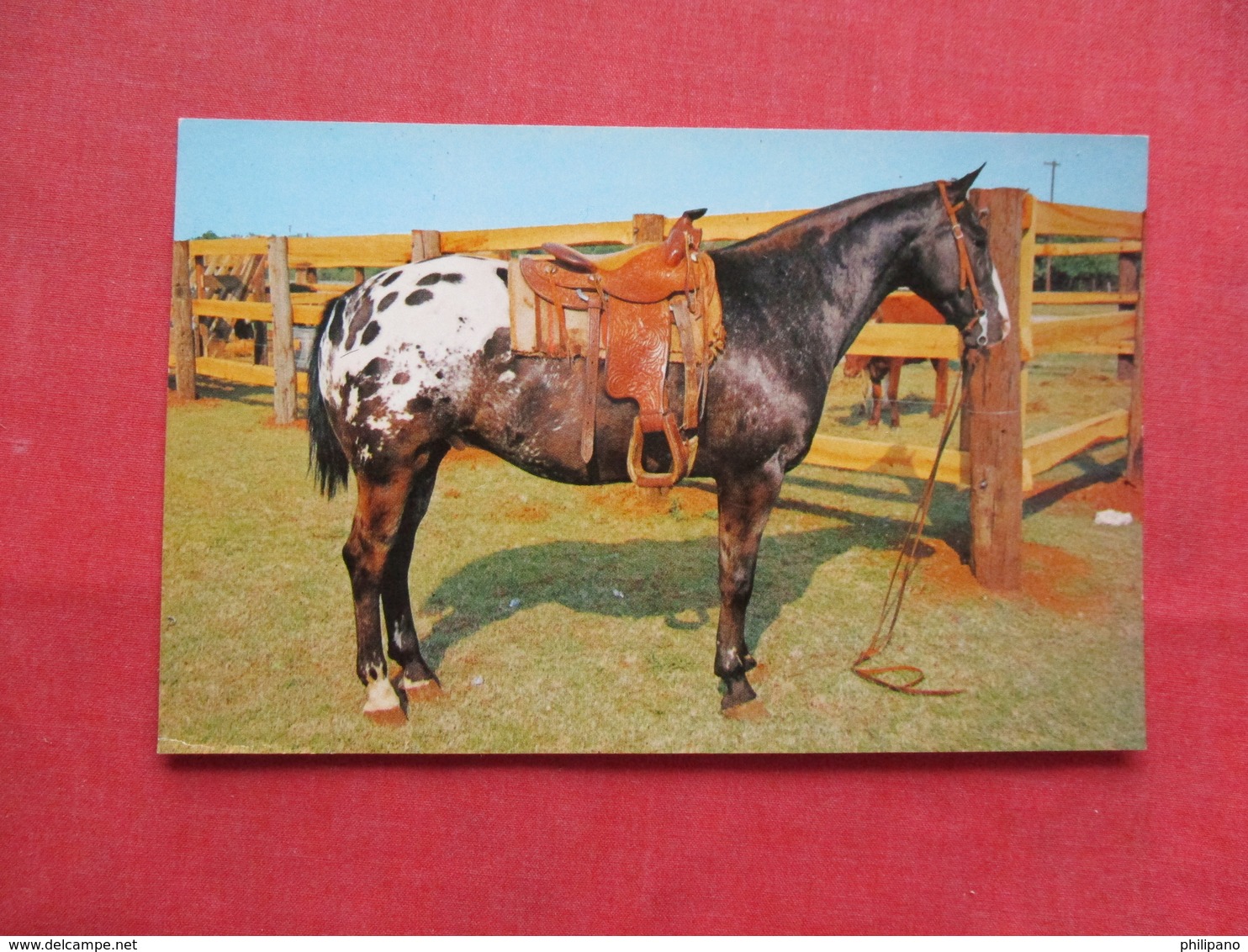 Grand Champion Appaloosa Gelding    Ref 3229 - Pferde