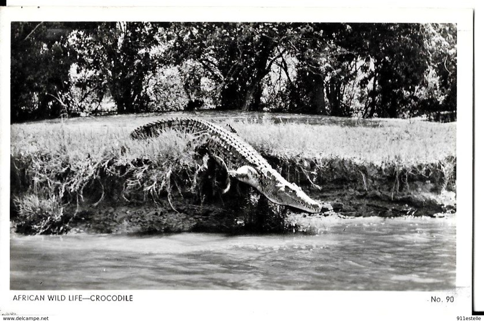 AFRICAN  WILD   CROCODILE - Autres & Non Classés