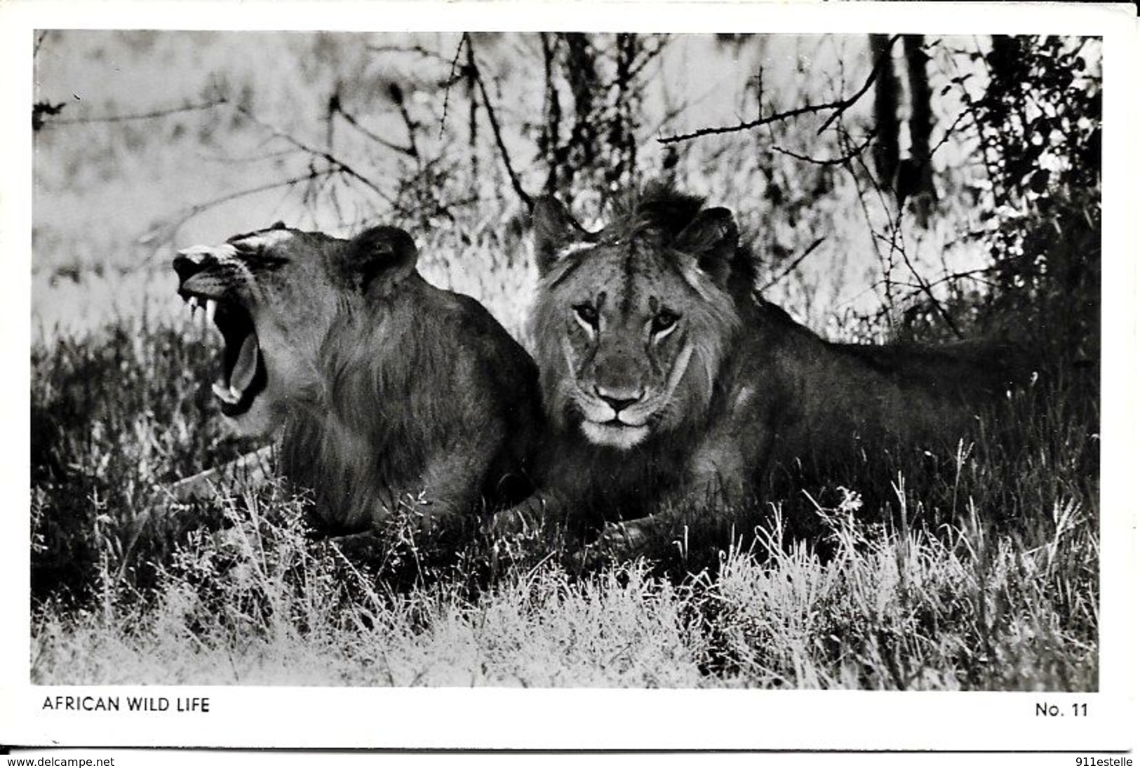 AFRICAN  WILD   LIFE - Lions