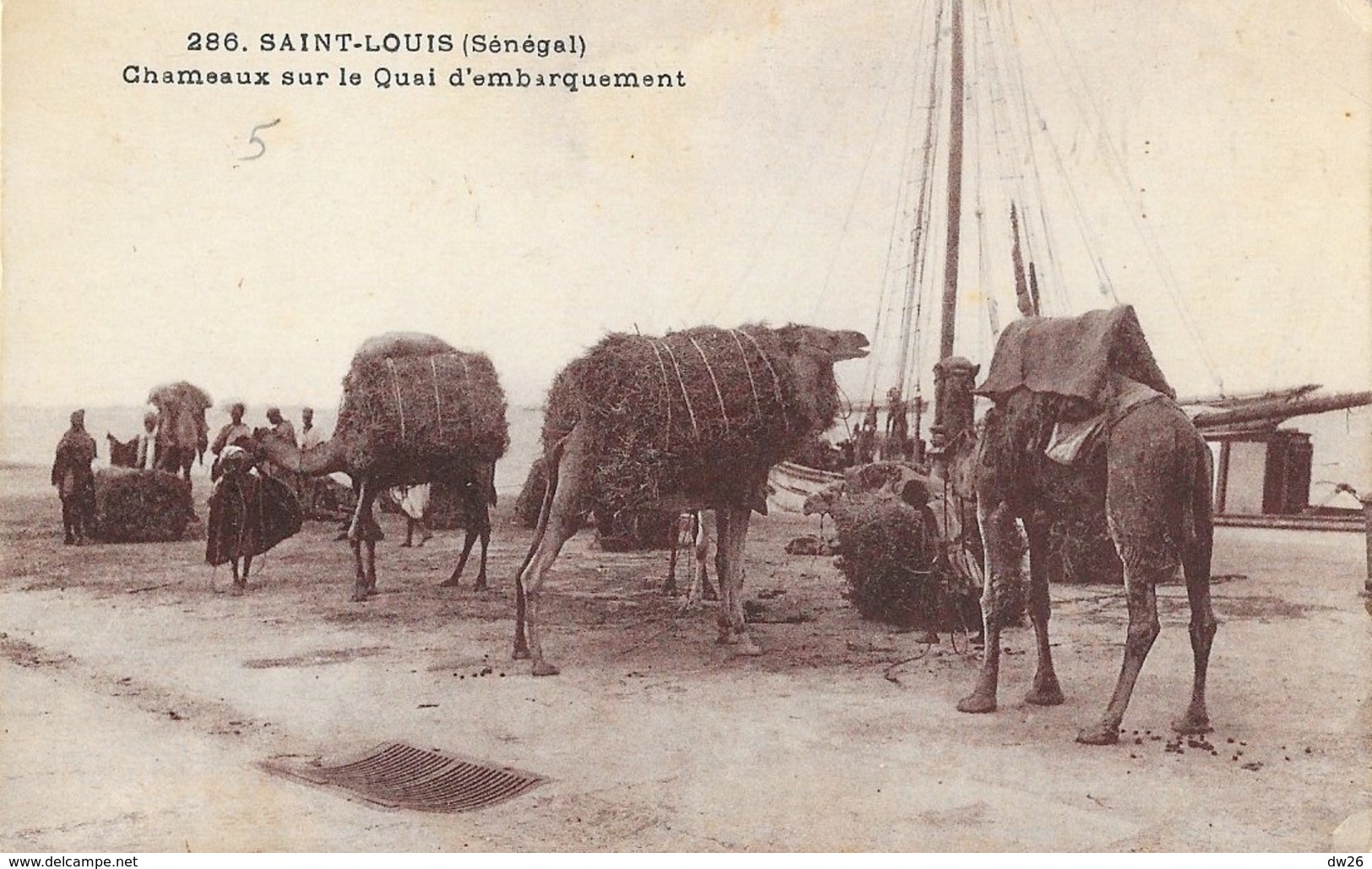 St Saint-Louis (Sénégal) - Chameaux Sur Le Quai D'embarquement - Photo P. Tacher - Senegal
