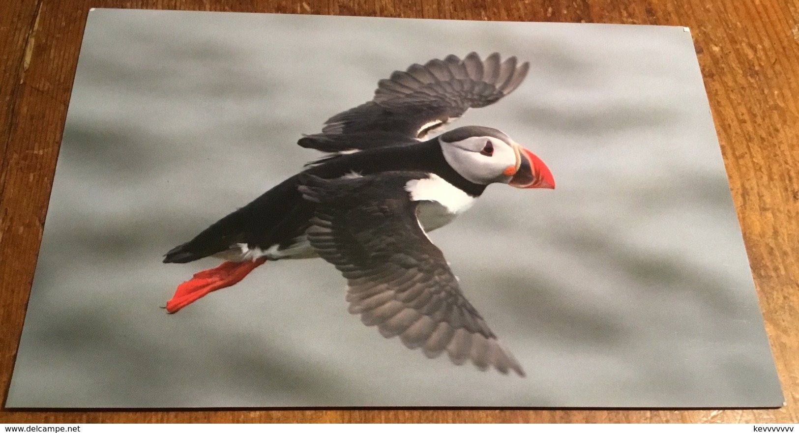 Atlantic Puffin ~ Ingolfshofdi, Iceland - Pájaros