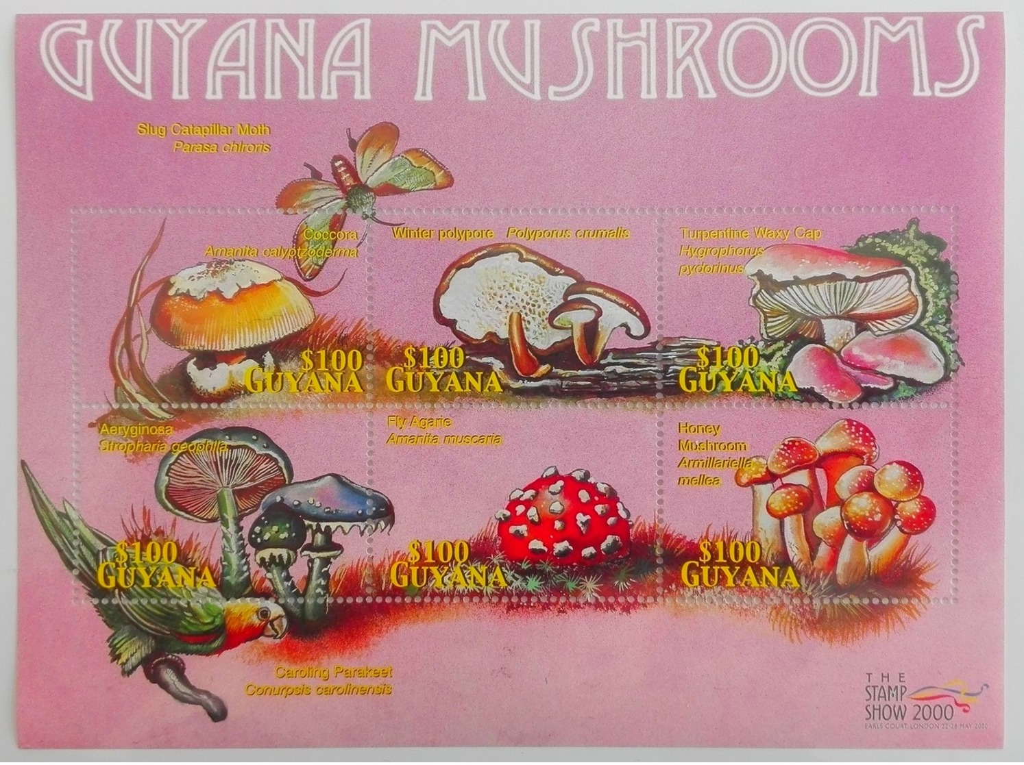 Guyana 2000**Mi. 6921-26  Mushrooms , MNH [3;38] - Pilze