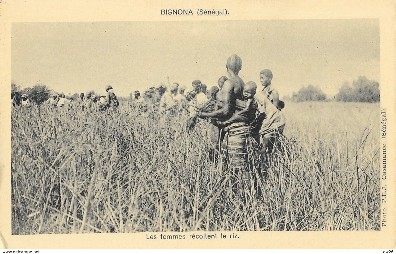 Sénégal - Bignona - Les Femmes Récoltent Le Riz - Photo P.E.J. Casamance - Carte Non Circulée - Afrika