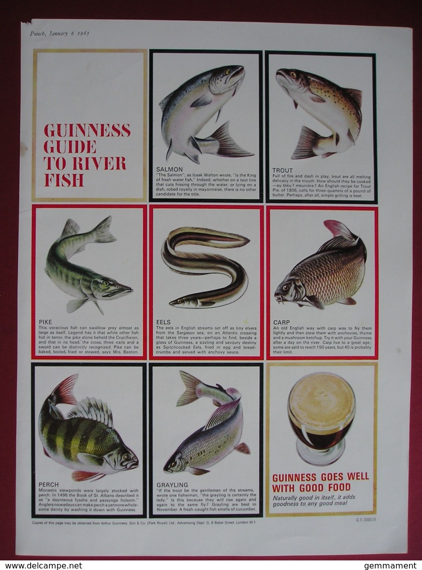 ORIGINAL 1965 MAGAZINE ADVERT FOR GUINNESS - GUIDE TO RIVER FISH - Other & Unclassified