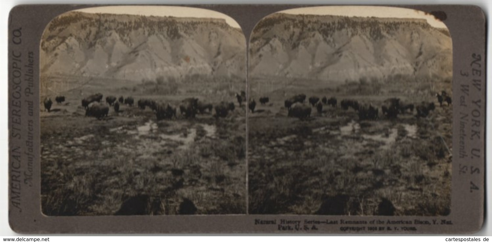 Stereo-Fotografie American Stereoscopic Co., New York, Bisons Im Yellowstone Nationalpark - Stereo-Photographie