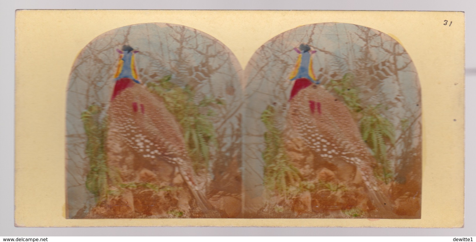 Stereoscopische Kaart.  :The Argus Pheasant - Stereoscope Cards