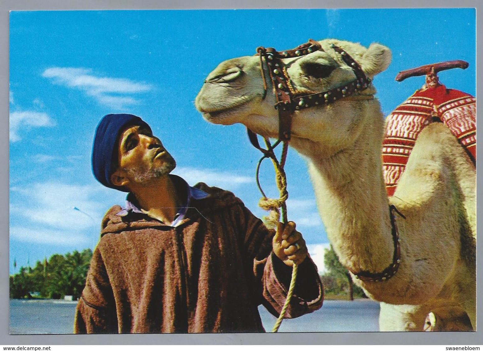 MA.- MAROC. TIPIQUE. L'homme Et Le Chameau. The Man And The Camel. De Man Met Kameel. Ongelopen. - Andere & Zonder Classificatie
