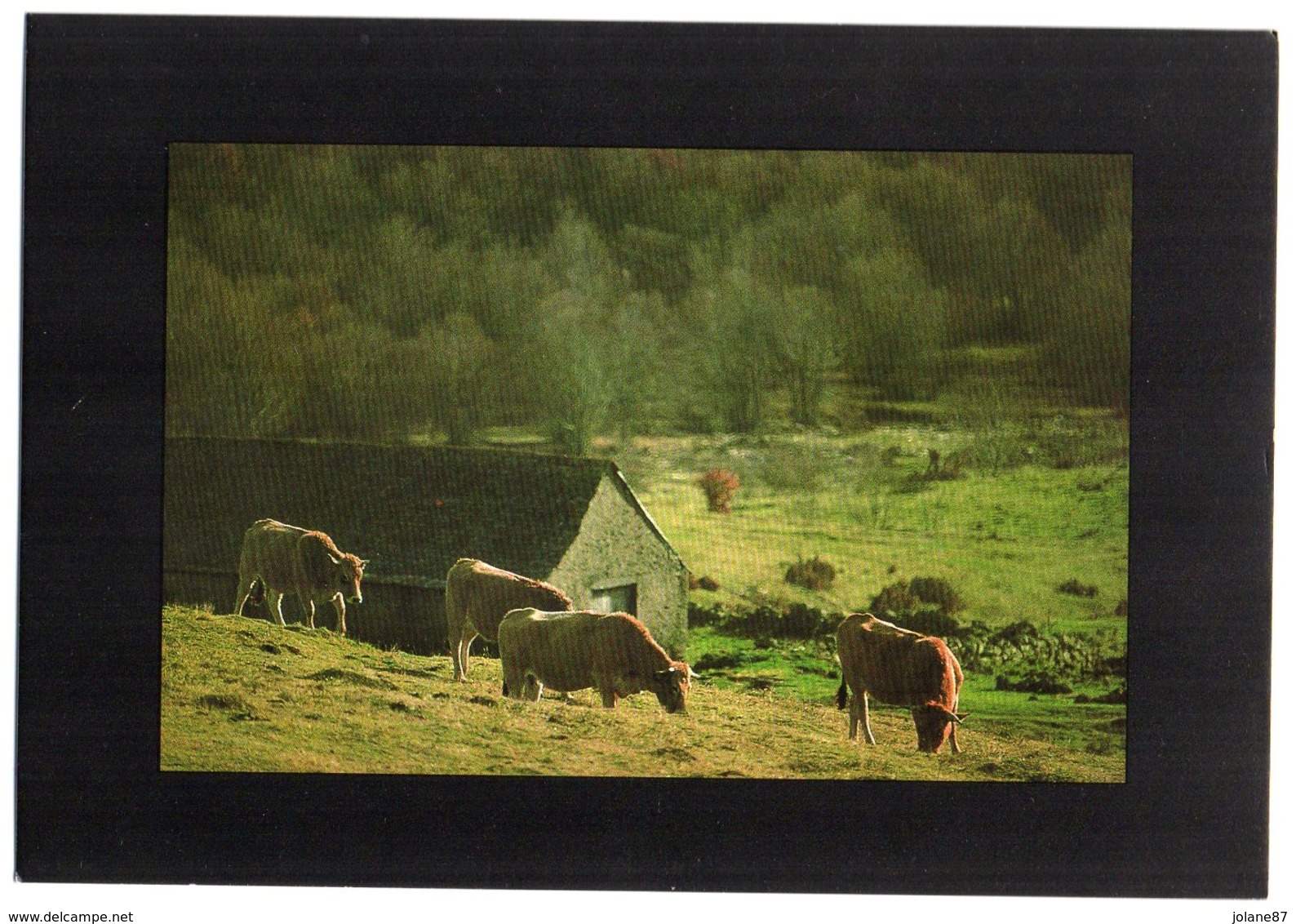 CPM    IN EDITE  12   AUBRAC       BOVINS EN PATURAGE       TROUPEAU DE VACHES - Elevage