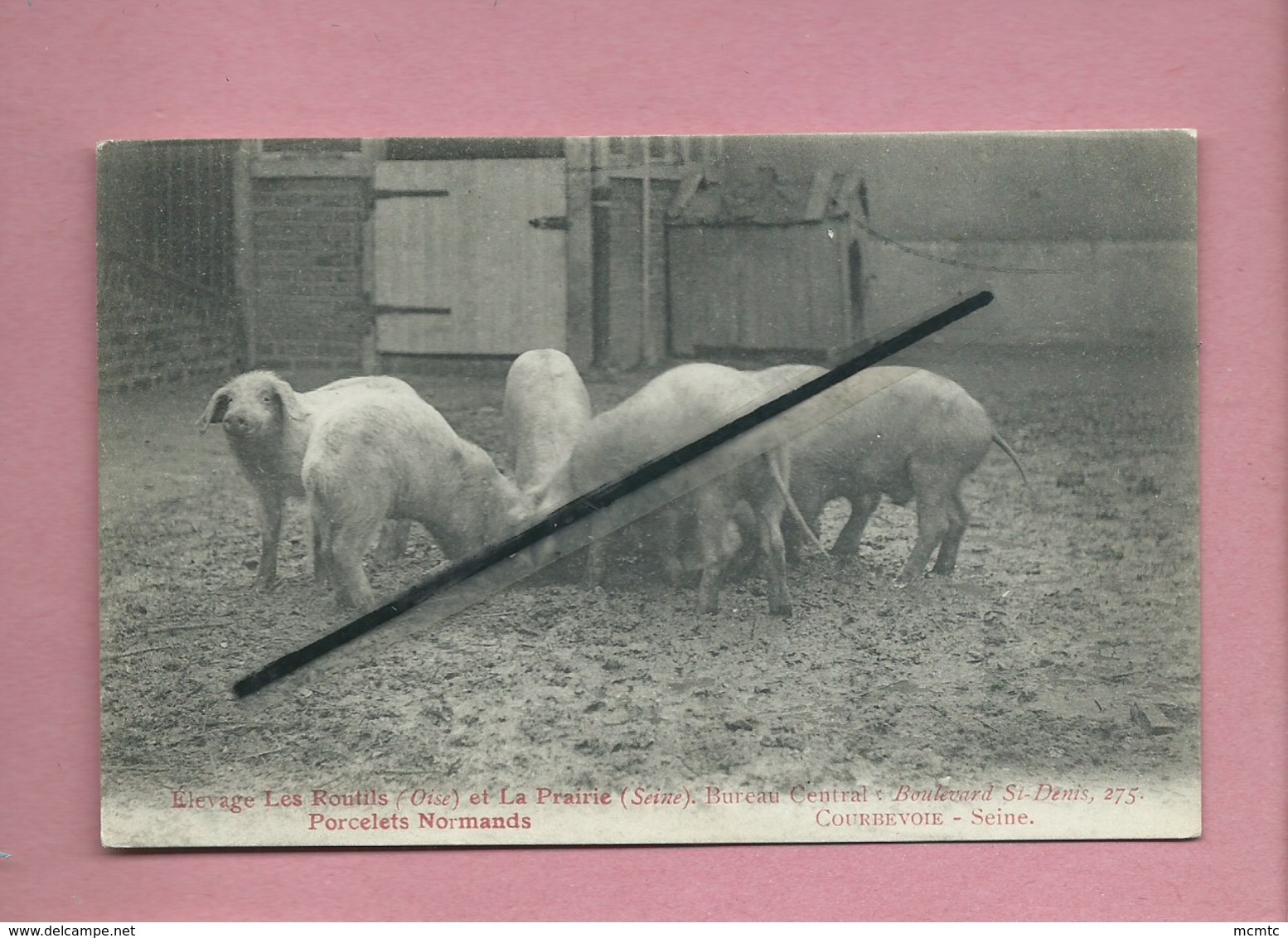 CPA - Voir Montjavoult - Elevage Les Rontils -(Oise) Et La Pairie (Seine )-... Porcelets Normands (  Cochon , Cochons ) - Montjavoult