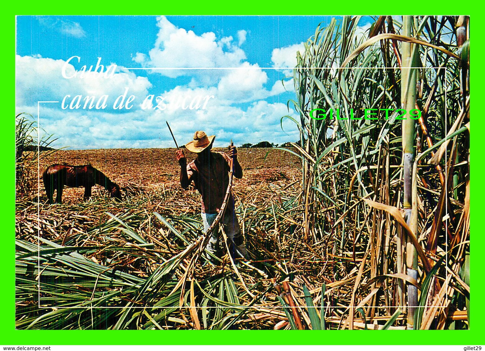 HABANA, CUBA - MACHETERO EN PLENA LABOR - CANNE CUTTER AT WORK - EDICIONES, GIANNI COSTANTINO - - Cuba