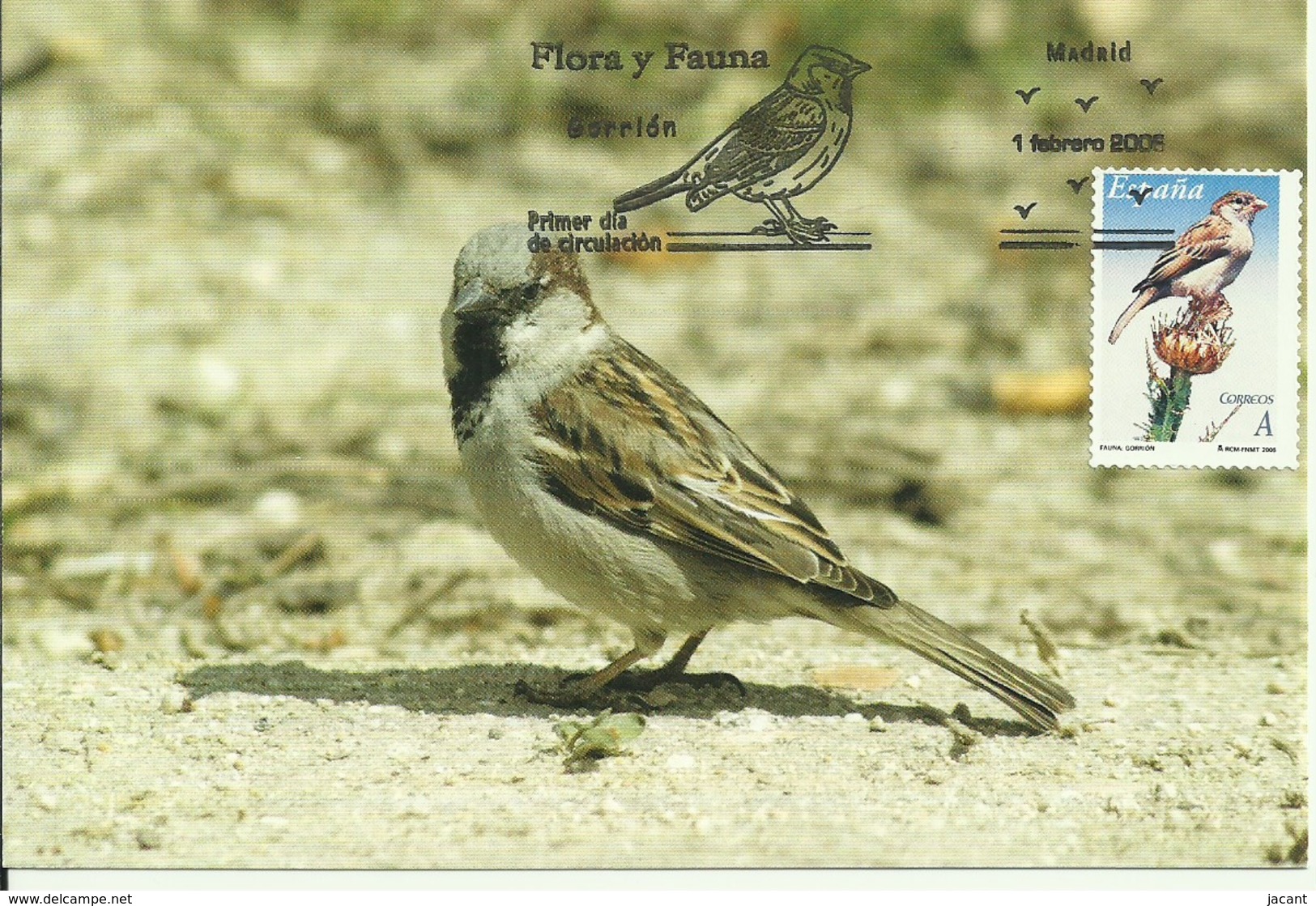 Cartes Maximum - Oiseaux - Espagne - Gorrion - Pardal - Moineau - House Sparrow - Passer Domesticus - - Passeri