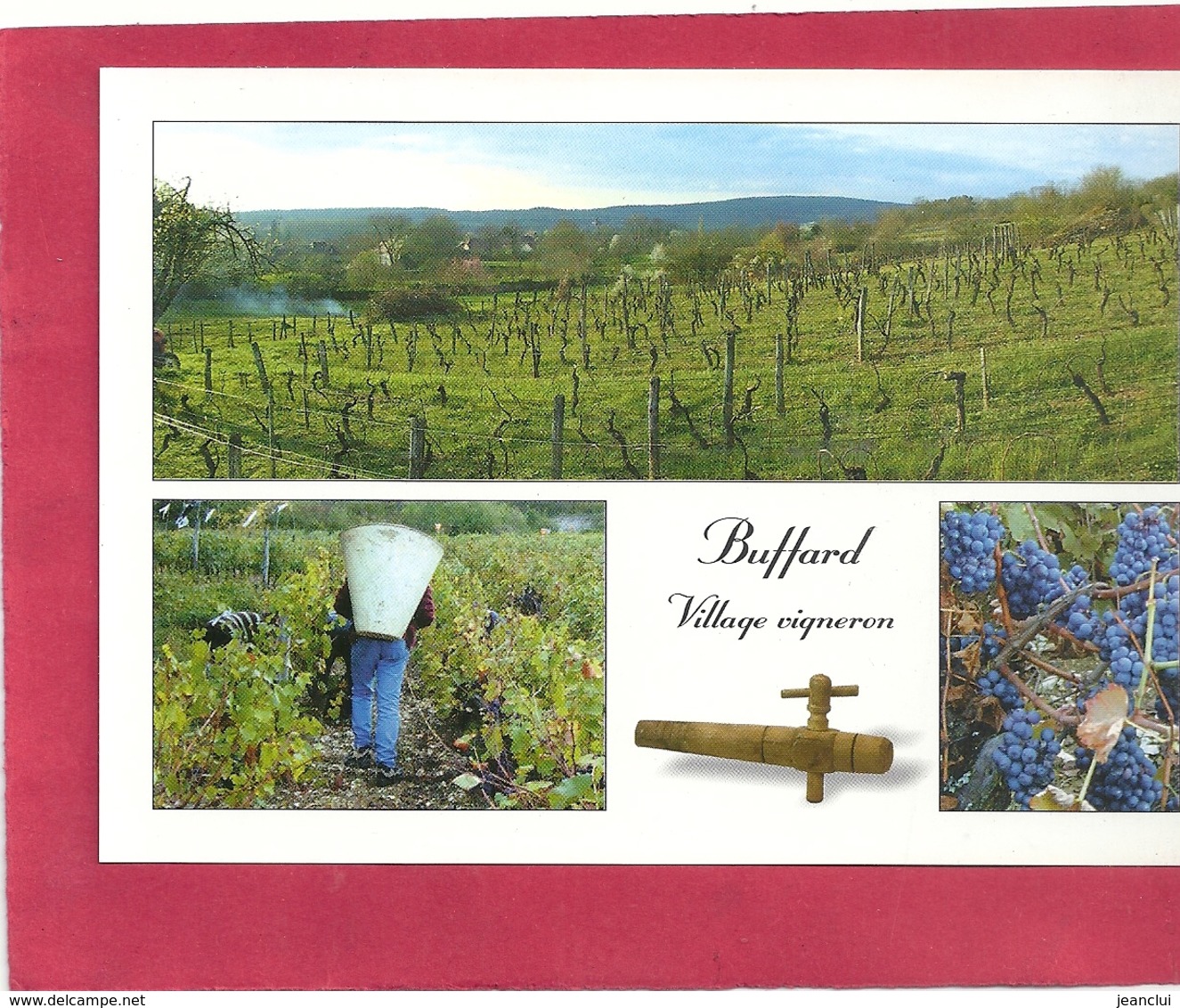 CPM .  BUFFARD .  VILLAGE VIGNERON -LES VIGNES . LA BOUILLE . CEPAGE TROUSSEAU   . CARTE NON ECRITE - Autres & Non Classés