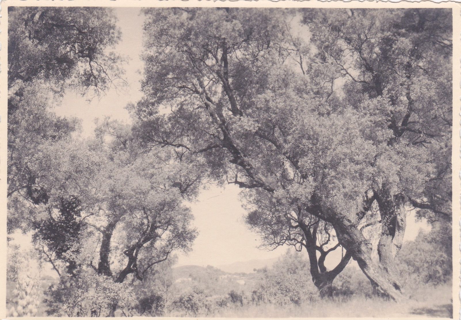 CP COTE D'Azur - Photo - F. BARUZZI - Etude D'Oliviers. - Altri & Non Classificati