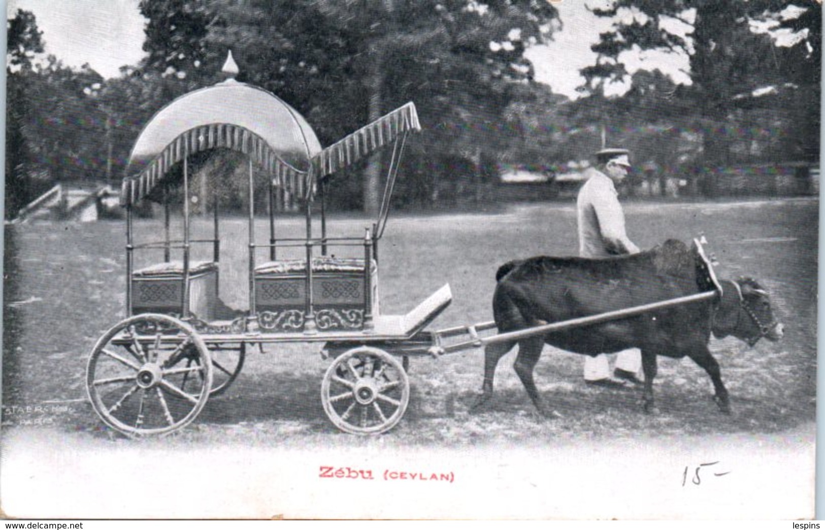 ASIE - SRI LANKA - CEYLAN -- Zébu - Sri Lanka (Ceylon)