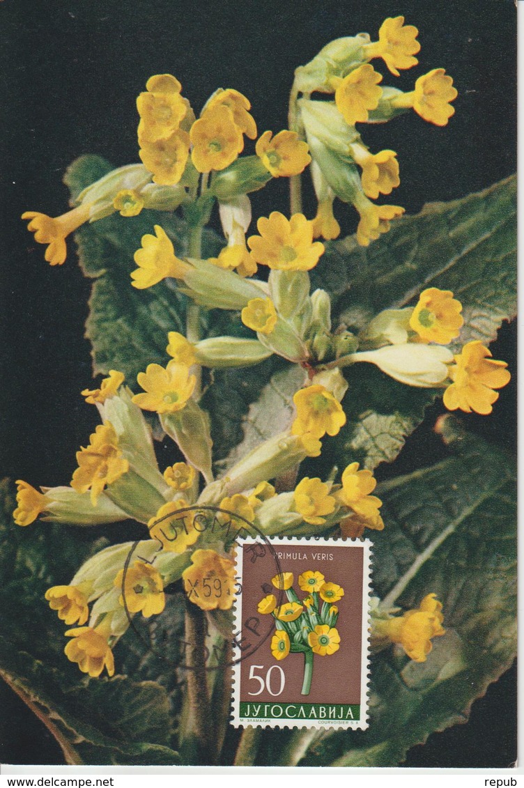 Yougoslavie Carte Maximum Fleurs 1959 Primevère 789 - Cartes-maximum