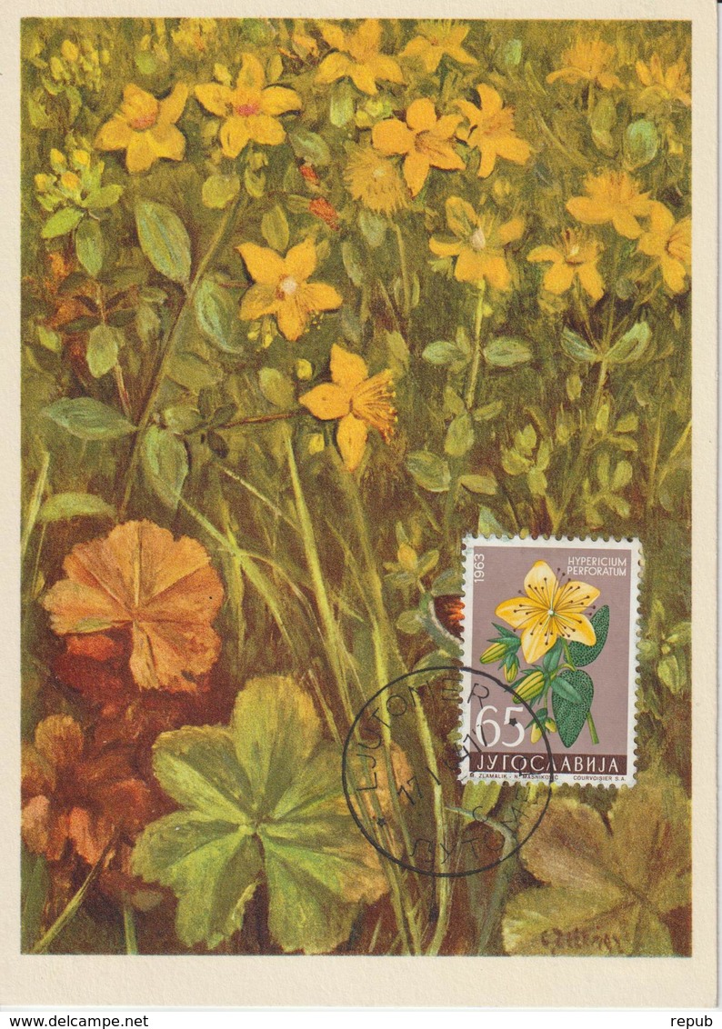 Yougoslavie Carte Maximum Fleurs 1963 Millepertuis 935 - Maximumkarten