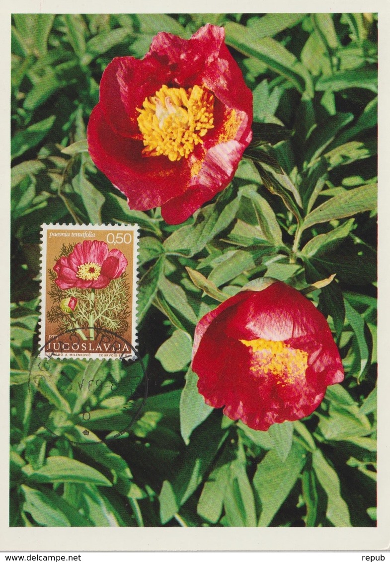 Yougoslavie Carte Maximum Fleurs 1969 Pivoines 1224 - Cartes-maximum